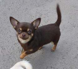 Chocolate Chihuahua
