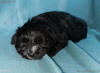 SedgysMiniMe Arthur Black miniature schnauzer puppy