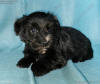 SedgysMiniMe Arthur Black miniature Schnauzer puppy