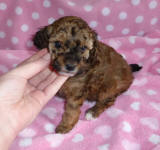 Sable Female Toy Poodle Puppy
