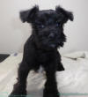 SedgysMiniMe Teddy Black Miniature schnauzer puppy