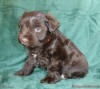 Liver Chocolate Brown miniature Schnauzer Puppy